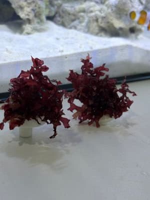 RED BUSH (macro algee per frag)_img_0