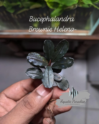 Bucephalandra Brownie Helena 2013_img_0