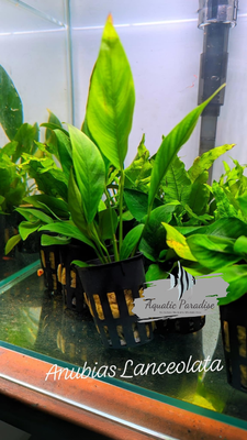 Anubias Lanceolata_img_0