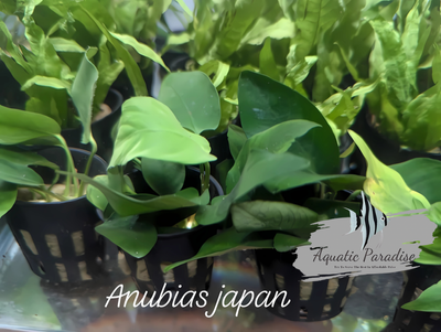 Anubias Bonsai Japan_img_0