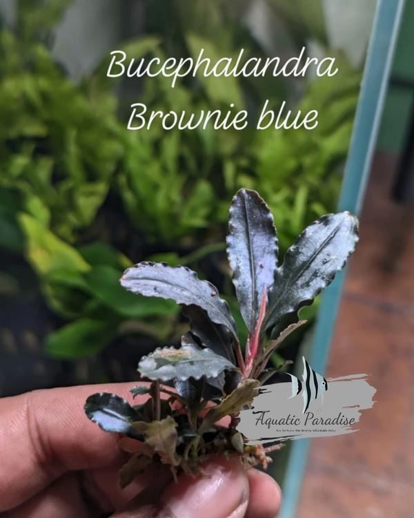 Bucephalandra Brownie Blue