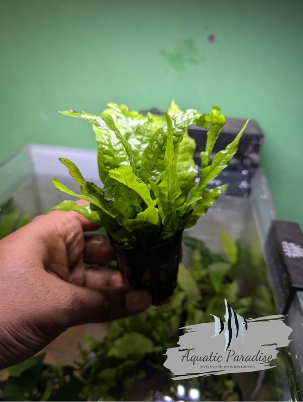 JAVA FERN