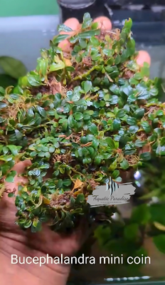 Bucephalandra Mini Coin_img_0