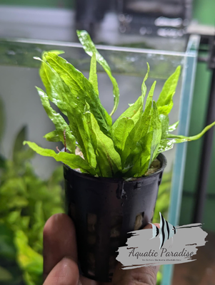 MINI JAVA FERN_img_0