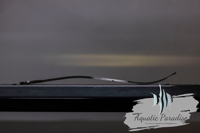 Aquascaping Wave Scissor_img_2